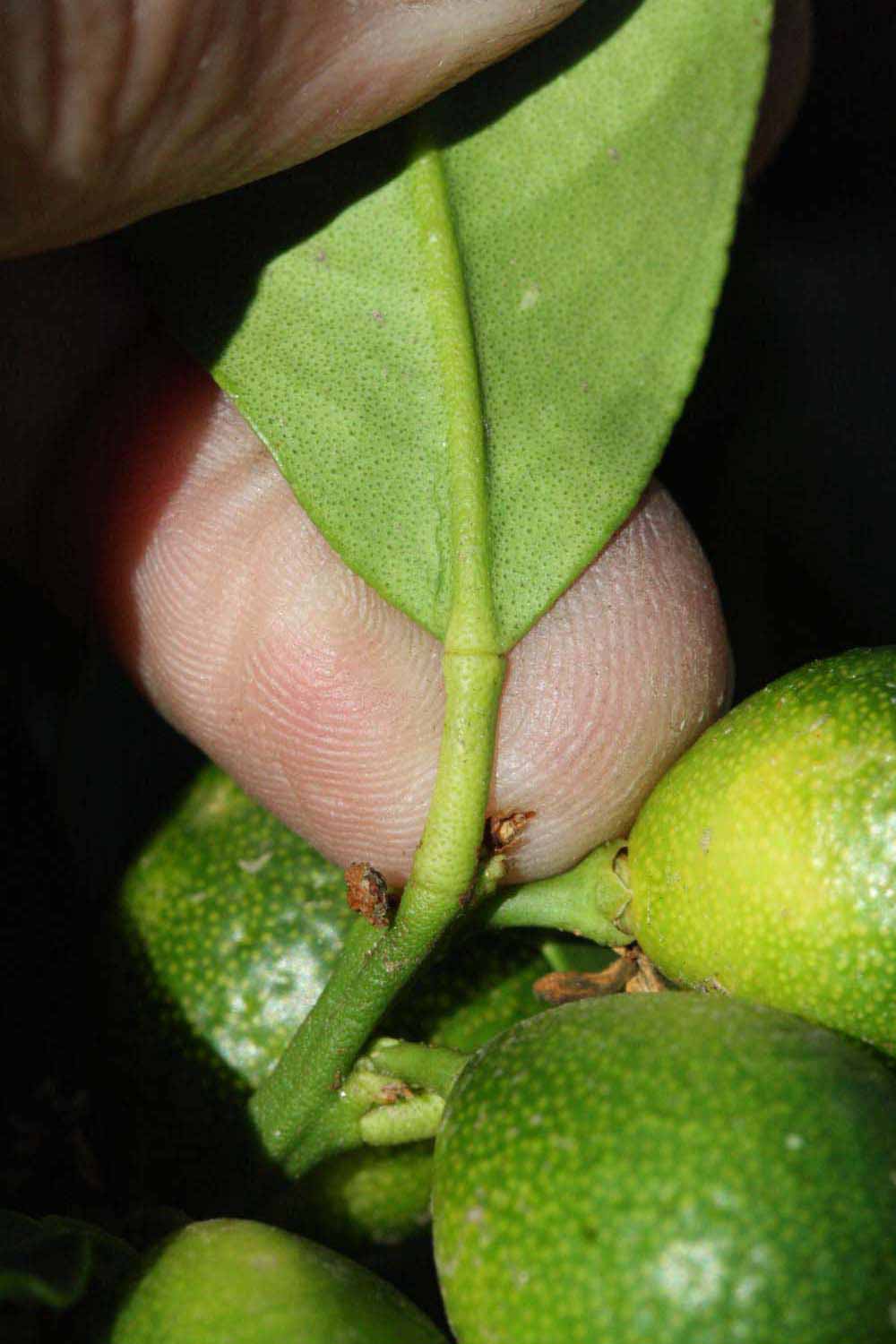              Petiole (Riverside, CA)       